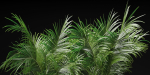 Indoor Plants Collection vol 202-Blender