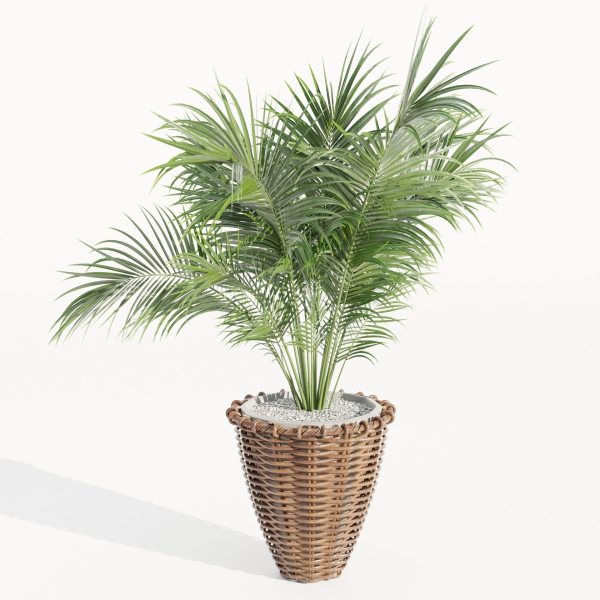 Indoor Plants Collection vol 202-Blender