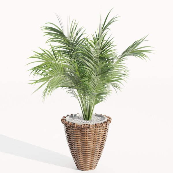 Indoor Plants Collection vol 202-Blender