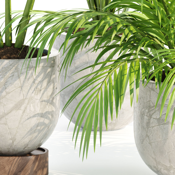 Indoor Plants Collection vol 221