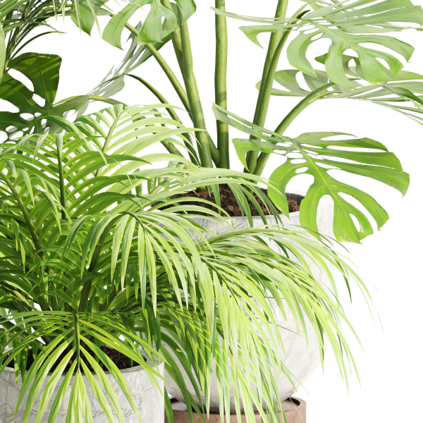 Indoor Plants Collection vol 221