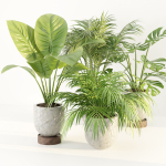 Indoor Plants Collection vol 221