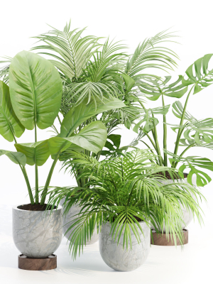 Indoor Plants Collection vol 221