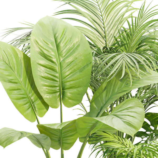 Indoor Plants Collection vol 221
