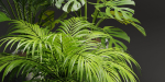 Indoor Plants Collection vol 221-Blender