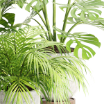Indoor Plants Collection vol 221-Blender