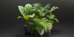 Indoor Plants Collection vol 221-Blender