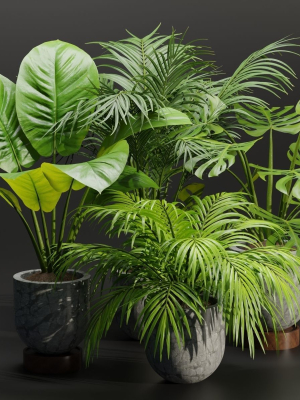 Indoor Plants Collection vol 221-Blender