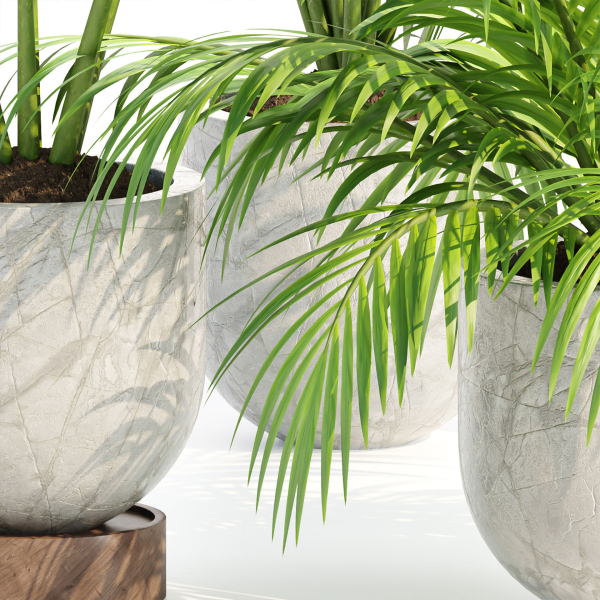 Indoor Plants Collection vol 221-Blender