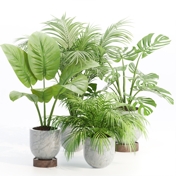 Indoor Plants Collection vol 221-Blender