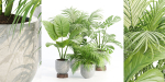 Indoor Plants Collection vol 221-Blender