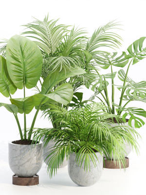 indoor-plants-collection-vol-221-blender-3d-model-84e82a6c3e