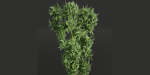 indoor plants collection vol 26-Blender