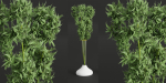 indoor plants collection vol 26-Blender