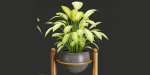indoor plants collection vol 37-Blender