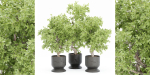 indoor plants collection vol 52-Blender