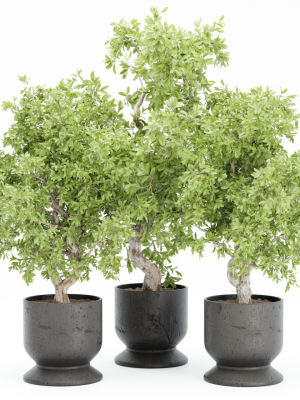 indoor plants collection vol 52-Blender