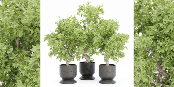 indoor plants collection vol 52-Blender