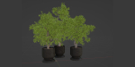 indoor plants collection vol 52-Blender