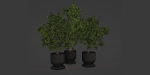 indoor plants collection vol 52-Blender