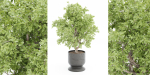 indoor plants collection vol 52-Blender