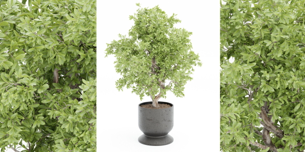 indoor plants collection vol 52-Blender