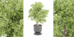 indoor plants collection vol 52-Blender