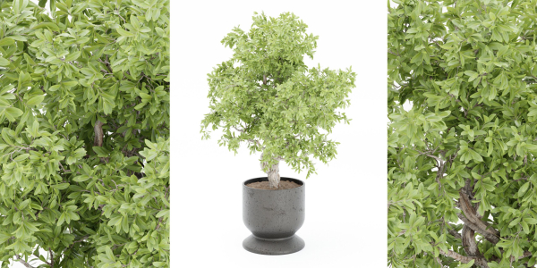 indoor plants collection vol 52-Blender