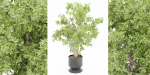 indoor plants collection vol 52-Blender