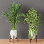 indoor plants collection vol 53