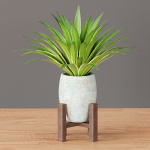 indoor plants collection vol 53