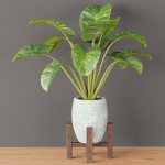 indoor plants collection vol 53