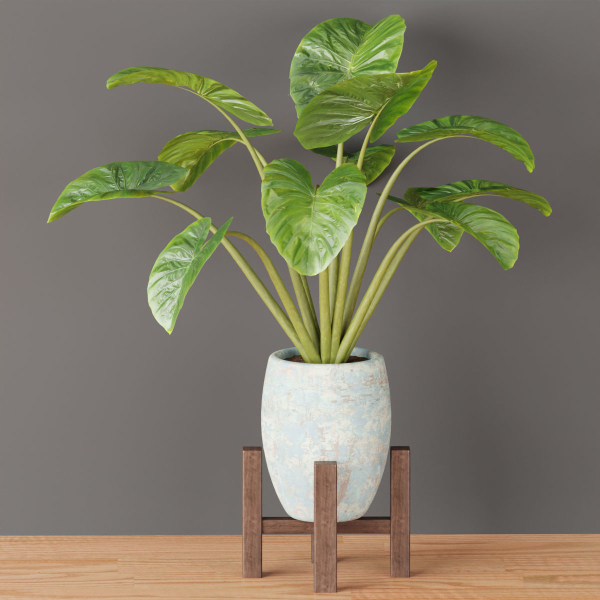indoor plants collection vol 53