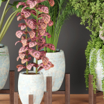 indoor plants collection vol 53