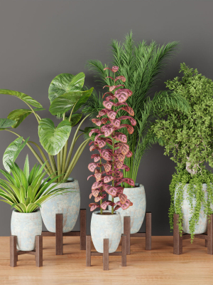 indoor plants collection vol 53