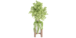 indoor plants collection vol 53- Blender