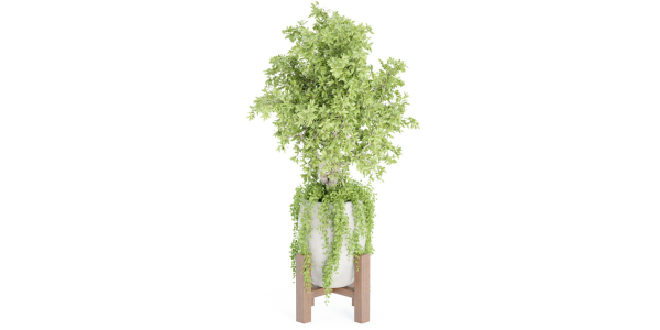 indoor plants collection vol 53- Blender