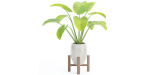 indoor plants collection vol 53- Blender