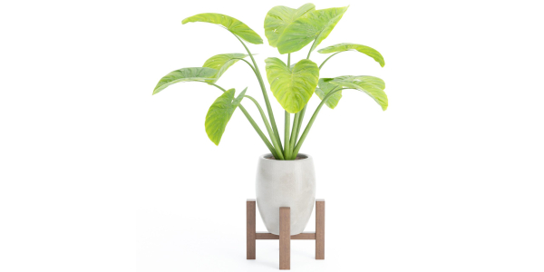 indoor plants collection vol 53- Blender