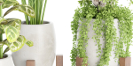 indoor plants collection vol 53- Blender