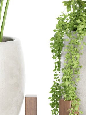 indoor-plants-collection-vol-53-blender-3d-model-4ac862e363