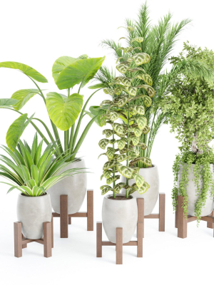indoor plants collection vol 53- Blender
