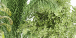 indoor plants collection vol 53- Blender