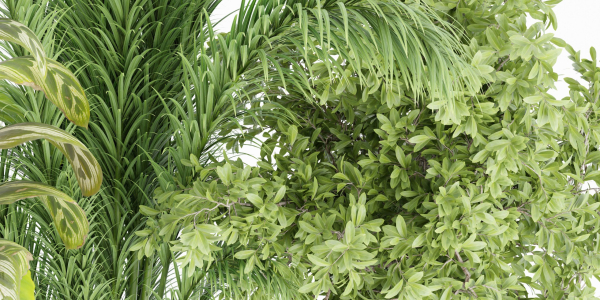 indoor plants collection vol 53- Blender