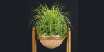 indoor plants new collection vol 35-Blender
