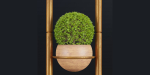 indoor plants new collection vol 35-Blender