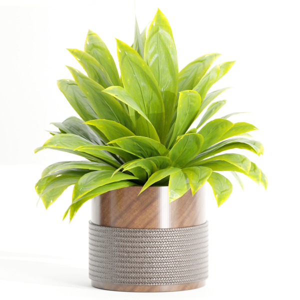 Indoor plants on shelf collection vol 184-Blender