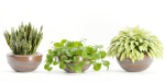 Indoor plants on shelf collection vol 184-Blender