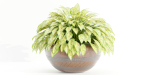 Indoor plants on shelf collection vol 184-Blender
