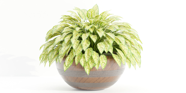 Indoor plants on shelf collection vol 184-Blender
